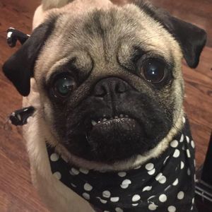 Meet your Posher, Danielle